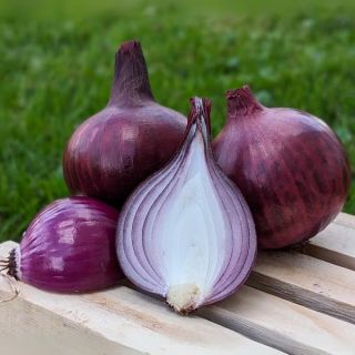 Red Karmen Onion Sets Thumbnail